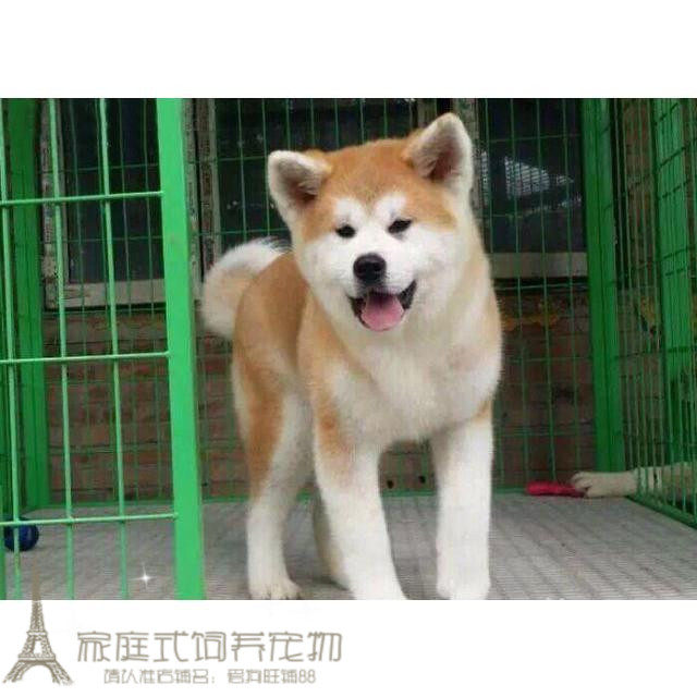 出售家养赛级双血统日本秋田狗狗幼犬活体赤色纯种毛量多骨量大p