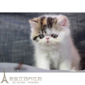 出售加菲猫宠物猫异国短毛猫家养加菲猫纯种幼猫活体宠物猫幼崽g
