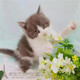 出售宠物猫活体英国短毛蓝猫八字脸英短蓝白幼猫纯种蓝白英短p