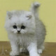 活体宠物幼猫金吉拉长毛猫 金吉拉活体p 纯种家养白色长毛金吉拉