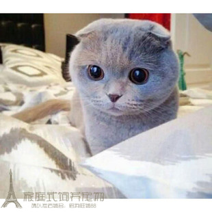 宠物猫活体家养英短蓝猫暹罗猫波斯猫折耳猫美国布偶猫幼猫活体w