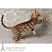 孟加拉豹猫幼猫 豹猫幼猫活体空心大玫瑰大理石纹p 纯种豹猫幼猫