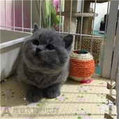 赛级英国短毛猫家养宠物猫咪英短猫蓝猫活体公猫纯种猫幼猫小猫p