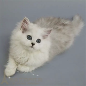 注册猫舍出售金吉拉宠物猫活体幼猫家养纯种长毛白色渐层金吉拉p