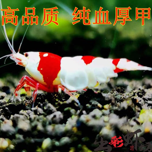 精品高端纯血厚甲红白水晶虾繁殖组抱卵母虾虾苗淡水观赏虾除藻虾