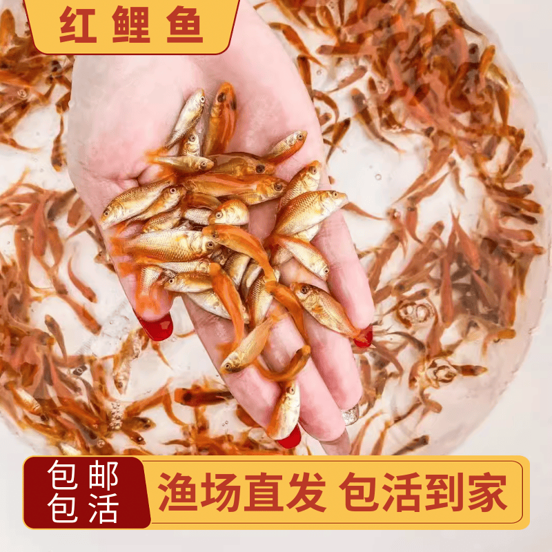 红鲤鱼观赏鱼鱼苗淡水冷水鱼兴国红鲤鱼锦鲤小罗非鱼鲫鱼苗草鱼苗