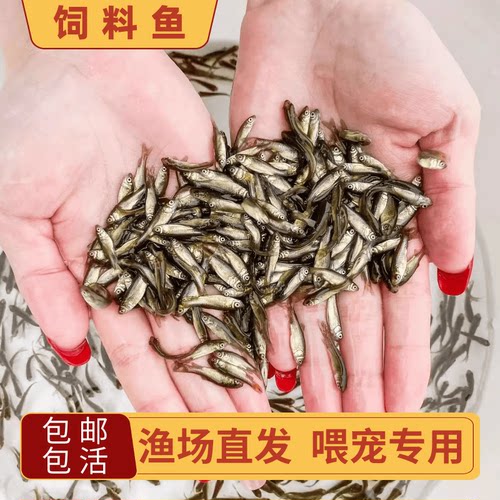 饲料鱼活鱼喂乌龟小鱼苗草鱼苗
