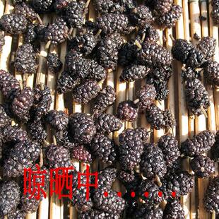 桑葚干 白桑葚干