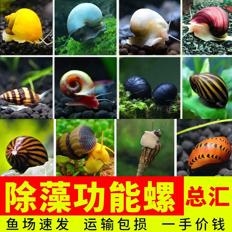 活体螺鱼缸清洁观赏 螺工具螺除藻螺苹果螺黑金刚 黄金螺 杀手螺