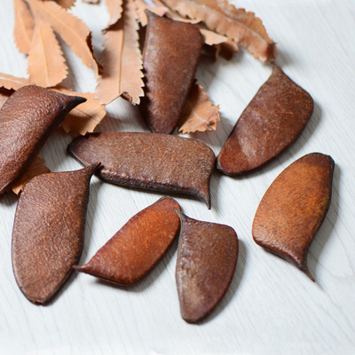 【音符豆】天然干花果实豆荚 田园风格装饰品 拍摄道具干花环材料