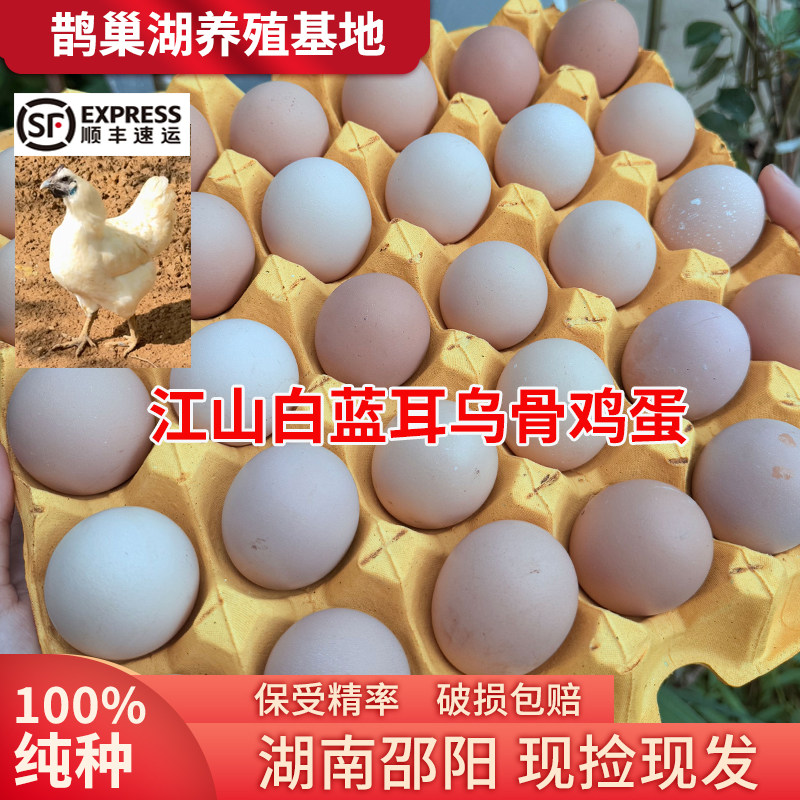 江山白蓝耳乌骨鸡蛋自然散养农家自产不纯包赔现捡现发顺丰包邮