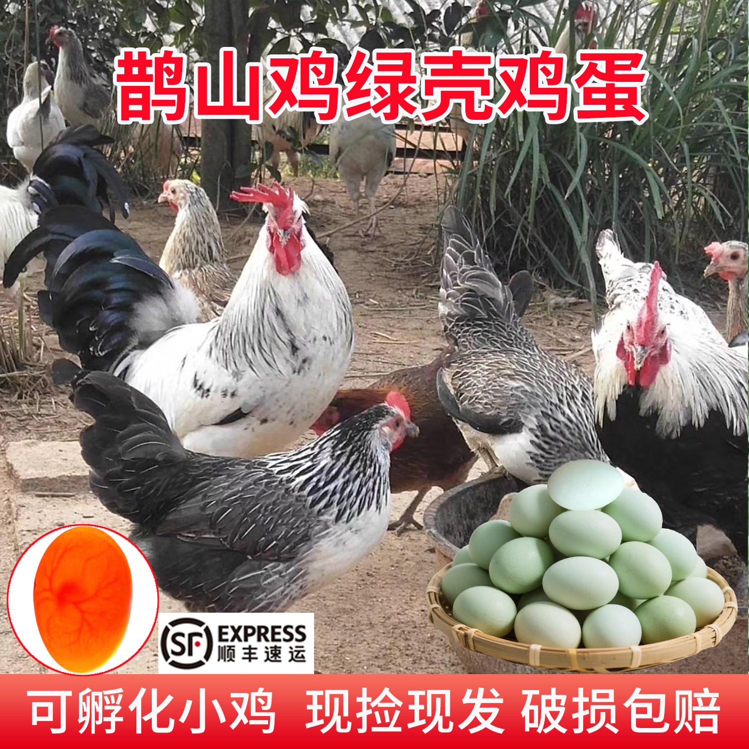绿壳鹊山鸡受精卵可孵化现捡现发