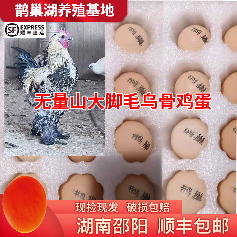 纯种无量山大脚乌骨鸡蛋受精卵农家自然散养土鸡蛋新鲜现捡现发