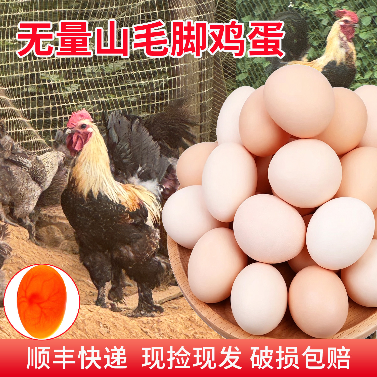 无量山散养土鸡蛋破损包赔