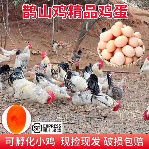 鹊山放养鸡蛋100%好品质现捡现发