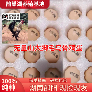 无量山大脚乌骨鸡蛋包100%好品质不纯包赔自然散养蛋现捡顺丰包邮