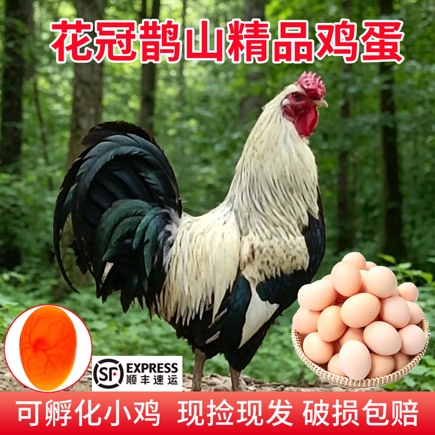 花冠鹊山散养土鸡蛋当日现捡包邮