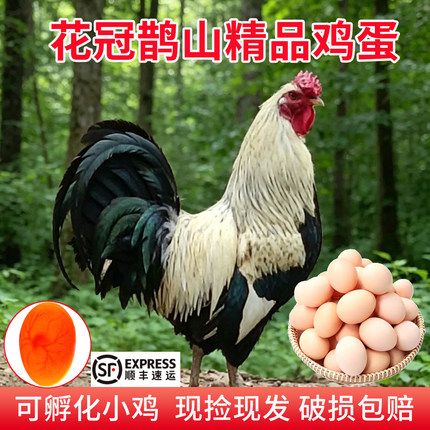 花冠鹊山鸡蛋新鲜正宗农家散养可孵化土鸡蛋食用营养当日现捡包邮