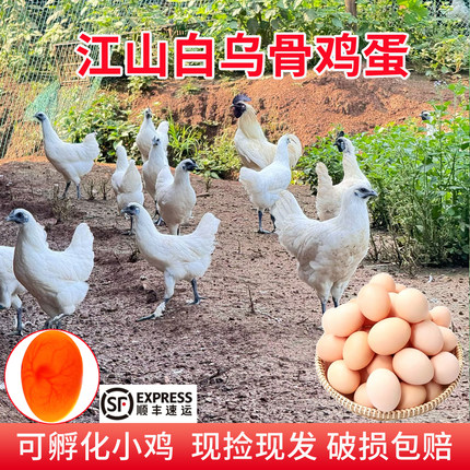 纯种江山白乌骨鸡蓝耳白羽土鸡蛋可孵化散养抱窝蛋食用新鲜土鸡蛋