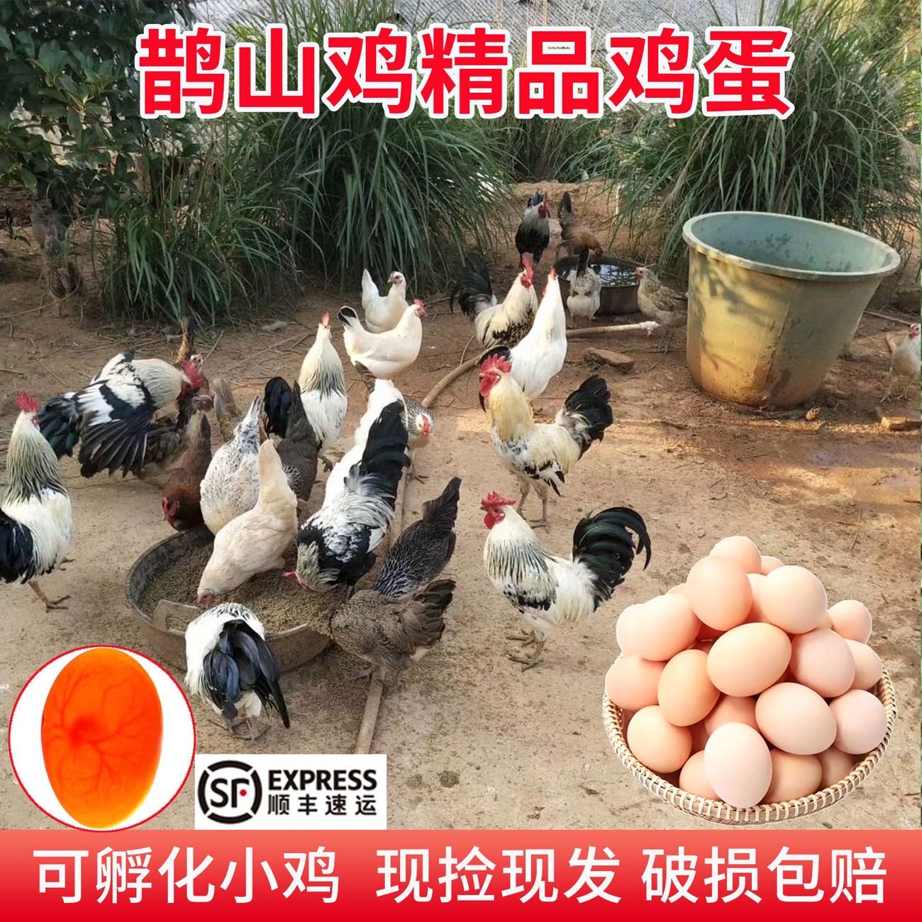 纯种鹊山鸡现捡新鲜土鸡蛋可孵化
