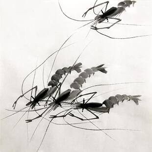 齐白石笔意字画国虾子水墨画无款无印三尺斗方宣纸画芯装饰画茶室