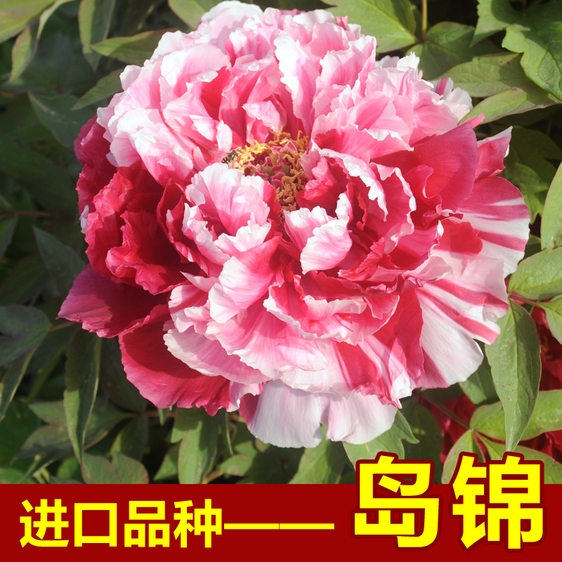 岛锦牡丹花苗菏泽洛阳观赏牡丹苗菏泽进口重瓣花复色花苗庭院阳台