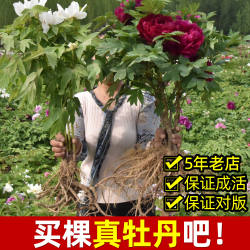 牡丹花苗盆栽重瓣带花苞洛阳牡丹花大树苗菏泽红牡丹花王大花植物