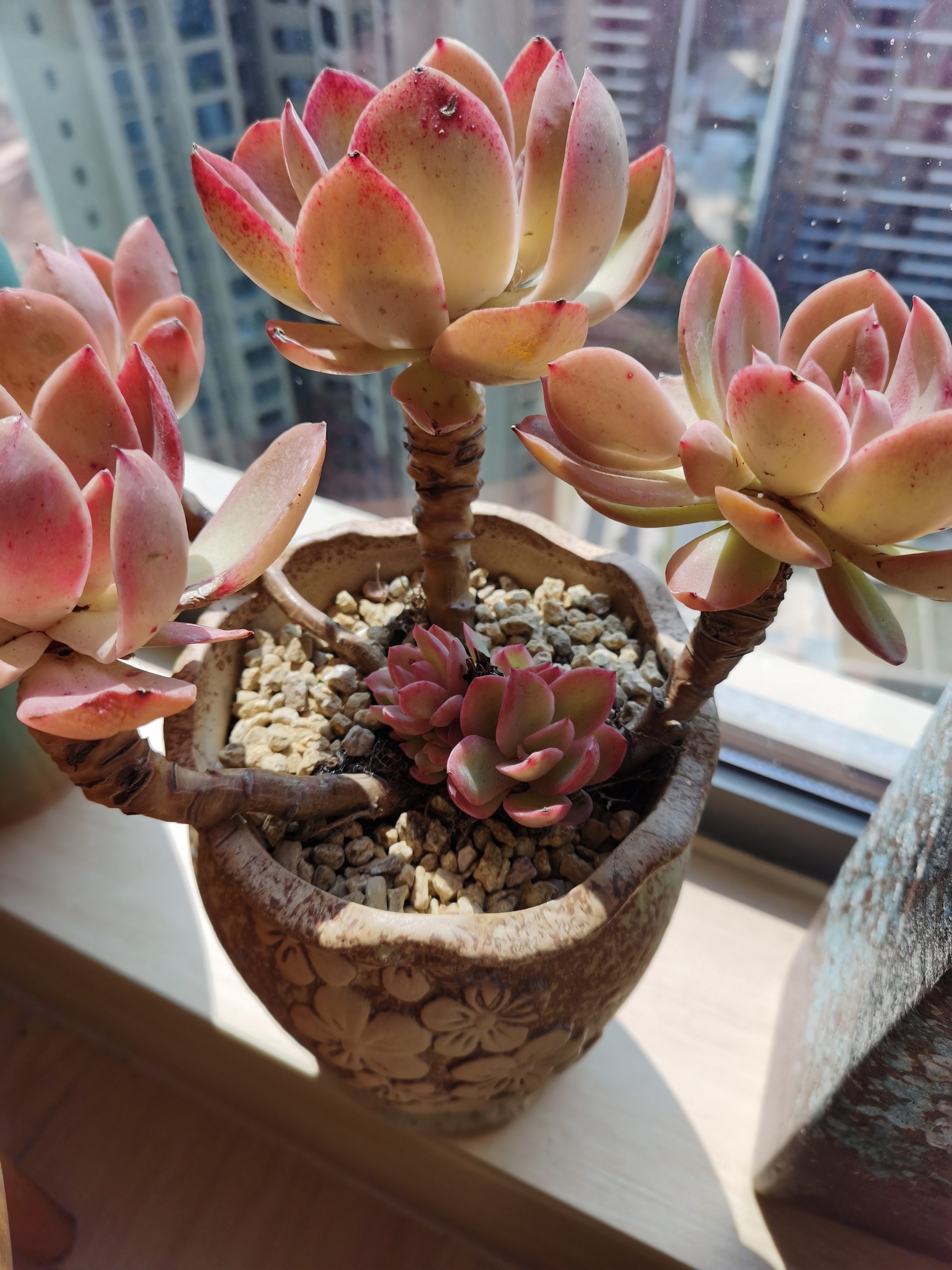 乔伊深圳福田罗湖南山宝安光明龙华老桩多肉绿植带盆栽好生日礼物