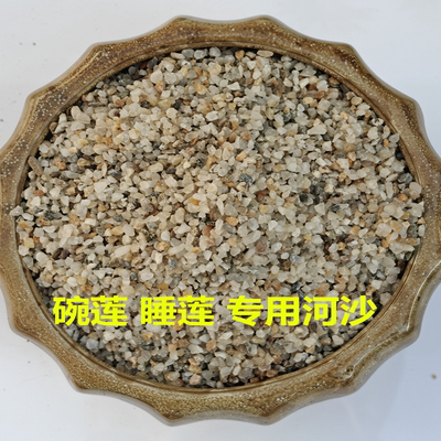 碗莲睡莲种植沙子用水培压土河沙