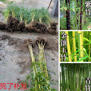 竹子苗庭院盆栽四季常青绿化青竹黄金竹湘妃竹竹紫竹苗苗金镶玉竹