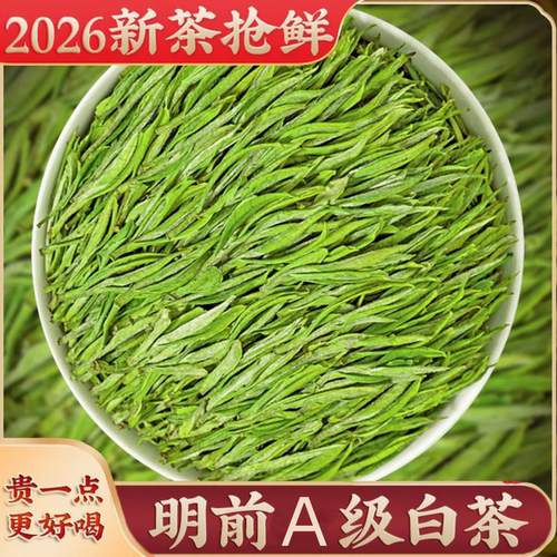 正宗明前白茶2026新茶高山绿茶毛尖嫩芽珍稀白茶散装袋装茶叶 - 封面