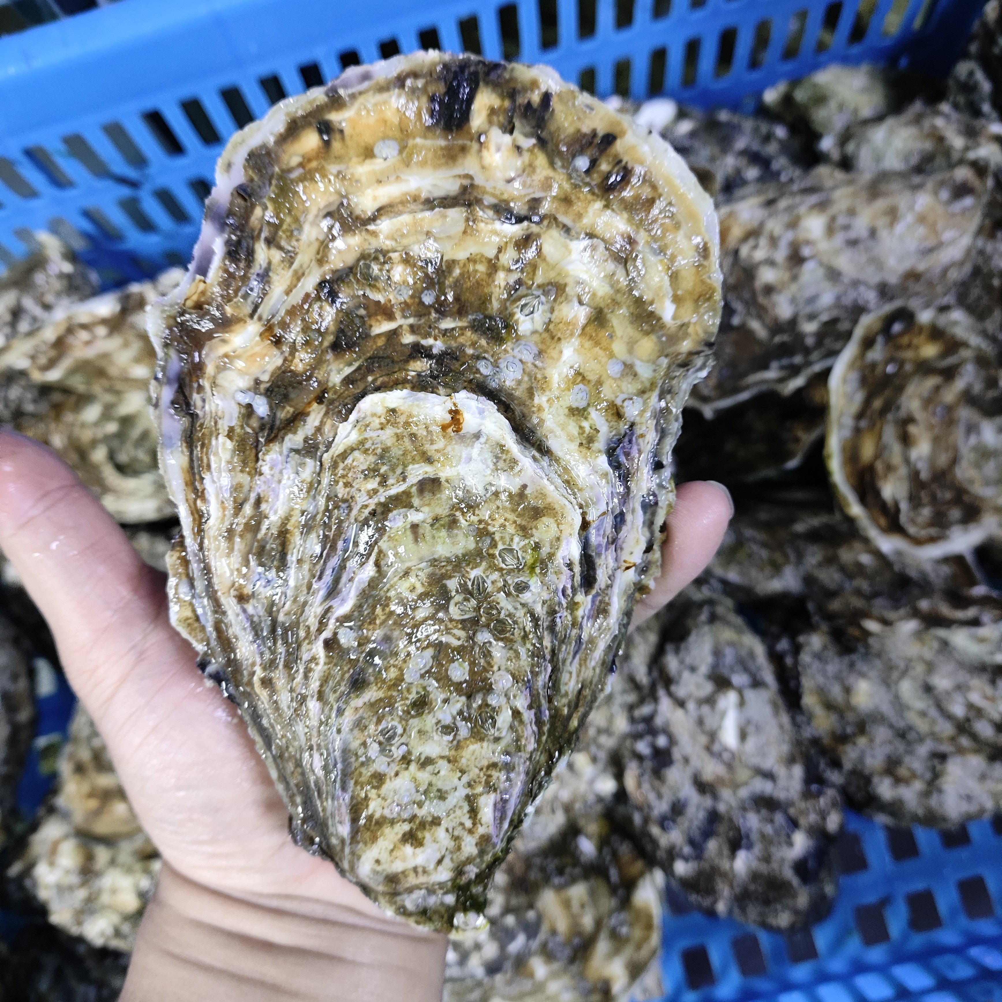 4只特大号刺身可生食肥美过瘾