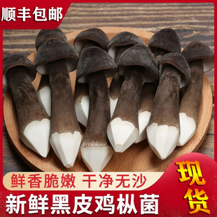 【顺丰包邮】新鲜黑皮鸡枞菌当季优质鲜货火锅炒菜煲汤非野生菌菇