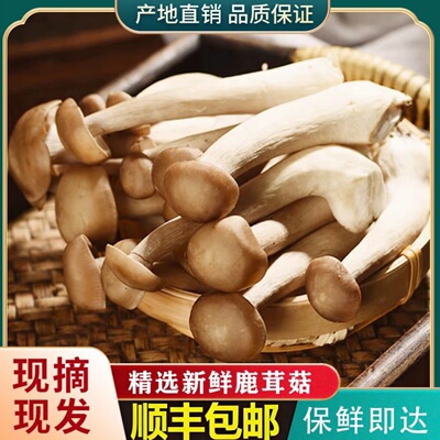 【顺丰包邮】新鲜鹿茸菇现采摘食用菌菇脆嫩爽口煲汤鲜味火锅食材
