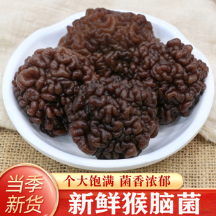 顺丰包邮新鲜猴脑菌猴脑菇核桃菌玛咖菌黑松菌冻爽脆嫩滑火锅食材