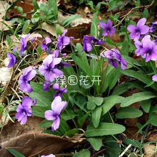 绿园花开 紫花地丁种子野堇菜种子光瓣堇菜种子花卉种子春播秋播