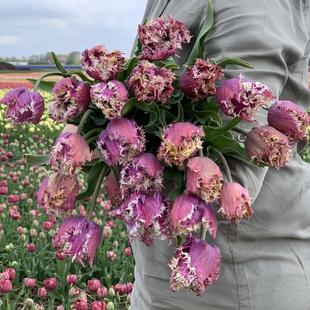 进口郁金香种球自然球和5度球-锯齿系列饰边郁金香 绿园花开耐寒