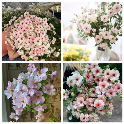 绿园花开洋牡丹种球干球现货