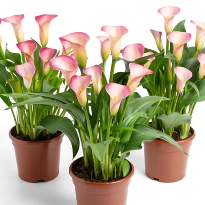 进口带芽四季阳台花卉彩色马蹄莲