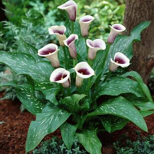 26年现货绿园花开进口彩色马蹄莲种球彩马四季阳台盆栽多年生球根