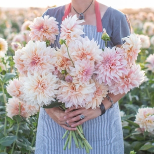 特价进口牛奶咖啡3球装 25年进口裸根荷兰进口大丽花种球保证对版