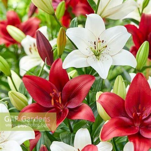 进口百合球根花卉多年生