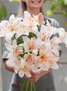 26年现货进口LA系列百合种球百合花球耐寒易繁殖不需要春化珊瑚郡