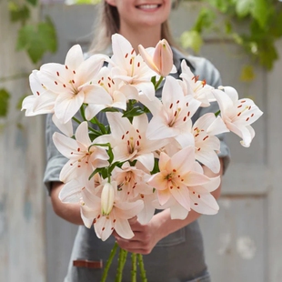 26年现货进口LA系列百合种球百合花球耐寒易繁殖不需要春化珊瑚郡