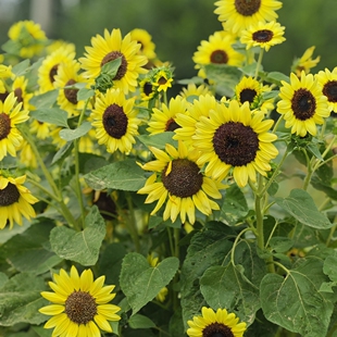 25年现货绿园花开向日葵种子葵花仔庭院阳台盆栽花卉四季 花籽花种