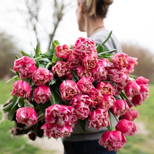 25年现货荷兰进口郁金香种球 5度球绿园花开庭院阳台全国可种水培