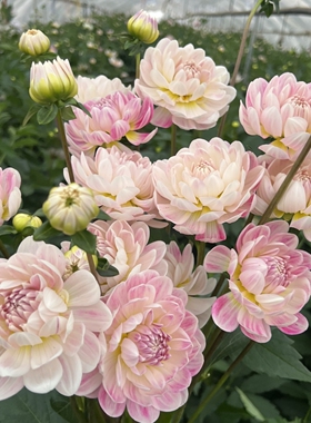 现货绿园花开 国产大丽花种球大丽花裸根 凯尔盖安奶油桃子可可豆