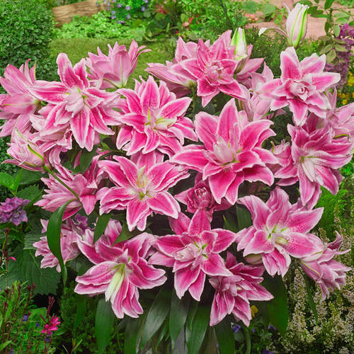 绿园花开进口百合种球