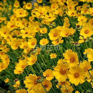 大花金鸡菊种子 多年生宿根纯黄色菊花种籽播种耐旱耐热