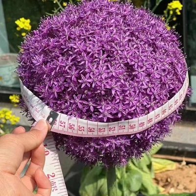 现货 进口大花葱种球-大使 绿园花开庭院地栽耐寒多年生球根